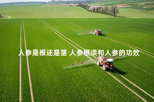 人参是根还是茎 人参根须和人参的功效区别